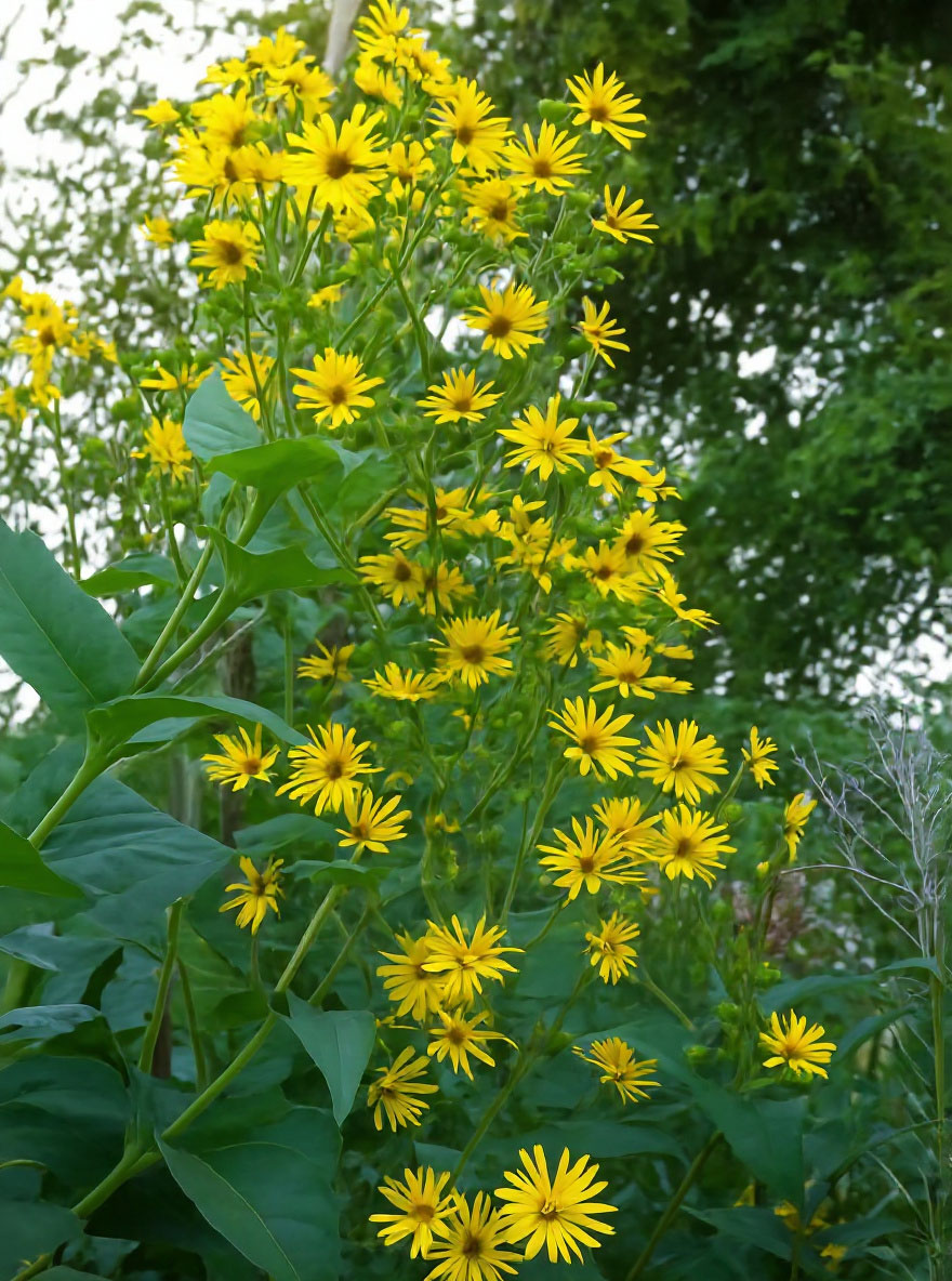 Silphium Perfoliatum Becherpflanze Durchwachsene Silphie silphium-perfoliatum-becherpflanze-durchwachsene-silphie