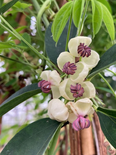 Akebia Quinata Cream Form Schokoladenwein Cream Form 