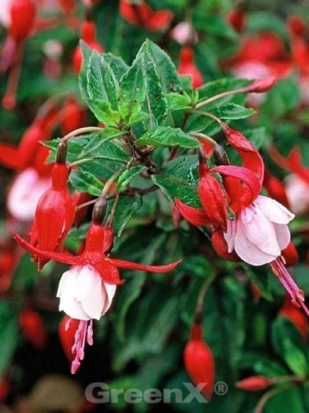 Fuchsia magellanica 'Madame Cornelissen' / Garten-Fuchsie
