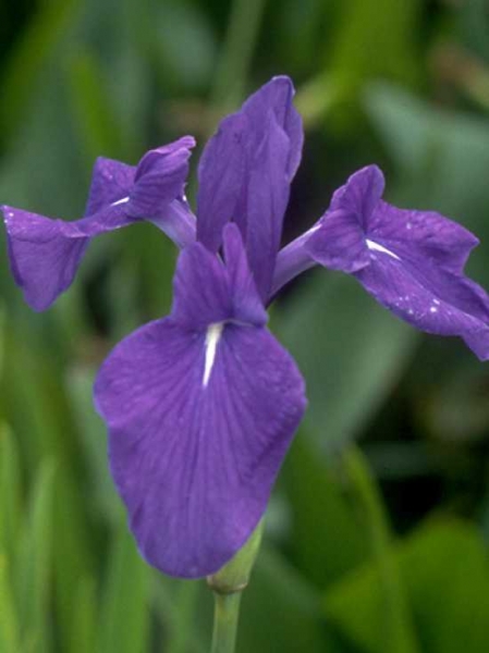 Iris laevigata bleu / Blaue Sumpf-Schwertlilie