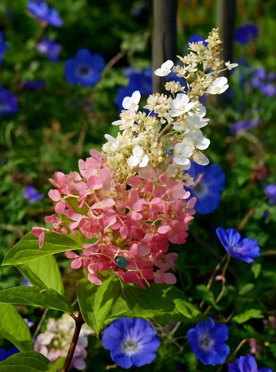 Rispen-Hortensie 'Pinky Winky