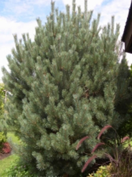 Pinus sylvestris 'Glauca' / Blaue Bergföhre / Wald-Kiefer 'Glauca'