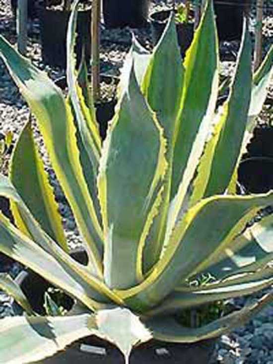 Playmobil Kaktus Agave Pflanzen Western 