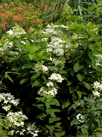 Hydrangea paniculata &lsquo;Dharuma&rsquo; / Zwerg-Rispen-Hortensie &lsquo;Dharuma&rsquo;