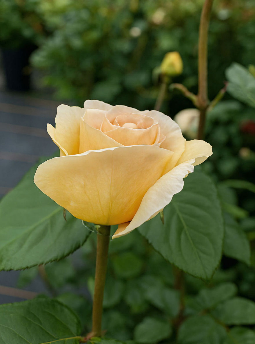Marzipan Rosa Edelrose 'Marzipan' ® / Rosa 'Marzipan' ® kaufen