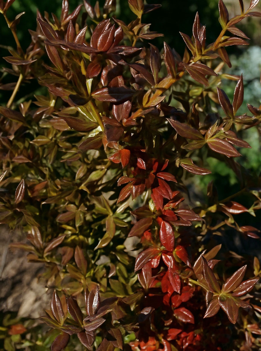 Immergrüne Kissen-Berberitze 'Jytte' / Berberis candidula 'Jytte'