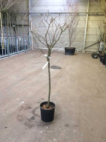 Kakipflaume Baum 35-40cm - Diospyros Kaki Götterfrucht Winterhart