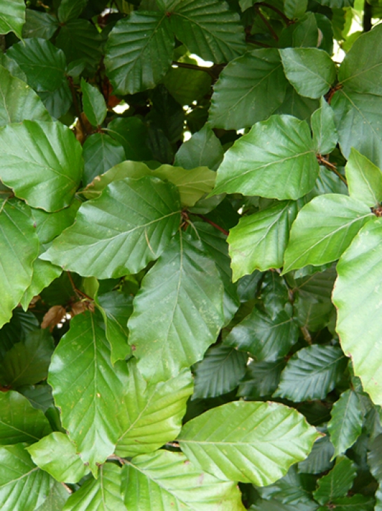 Rotbuche Fagus Sylvatica 80-100cm - Ideal Für Hecken Winterhart