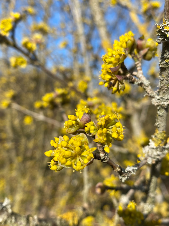 Cornus mas 'Golden Glory' / Kornelkirsche Golden Glory günstig kaufen