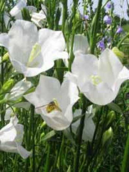 Campanula persicifolia 'Alba' / Flachschalige Garten-Glockenblume