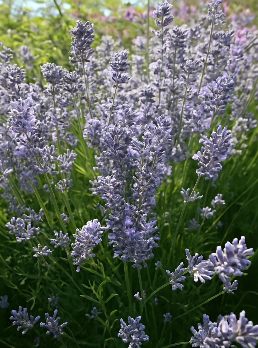 Lavandula angustifolia 'Silver Blue' / Echter Lavendel günstig kaufen