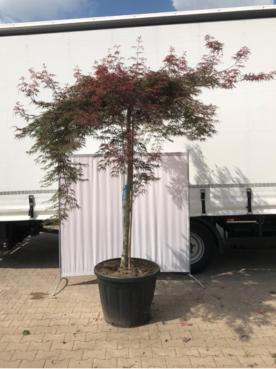 Acer palmatum 'Dissectum Garnet' / Dunkelroter Schlitz-Ahorn / Japanischer Ahorn (717286)