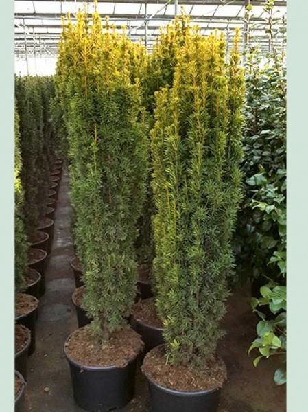Taxus baccata 'Fastigiata Aurea' / gelbe SäulenEibe 150175 cm im 50