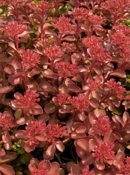 Sedum Spurium Fuldaglut Garten Teppich Fettblatt Gunstig Kaufen